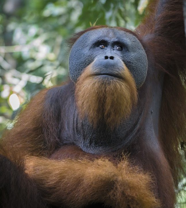 Diario de Indonesia, Malasia y Singapur (21 y 22): Caminando entre orangutanes.