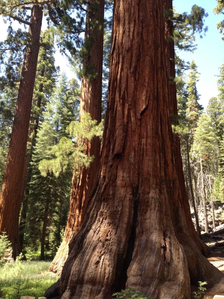 Diario de la Costa Oeste (3): Rumbo a Yosemite