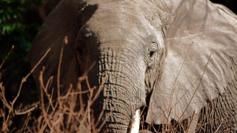10 consejos si vas a visitar Tanzania