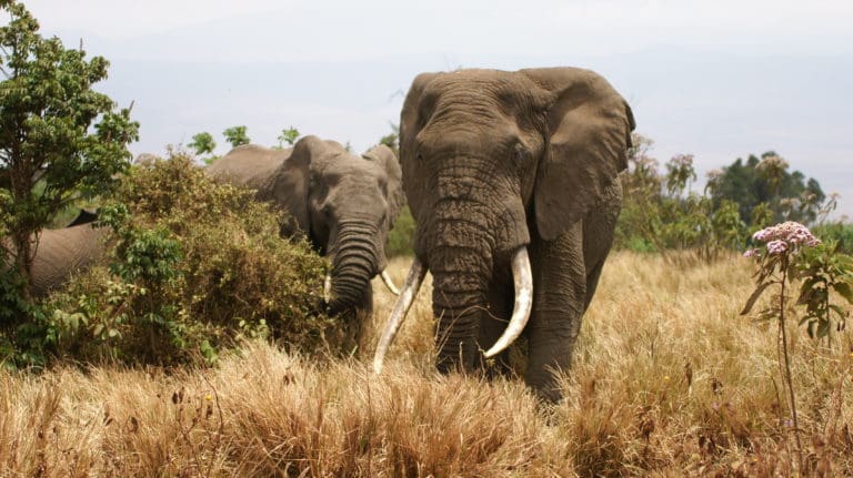 Lago Manyara (3)
