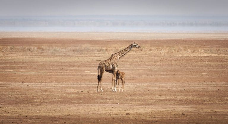 Tanzania: Contactos y sitios de interés