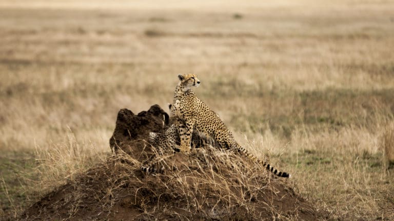 Serengeti (5)