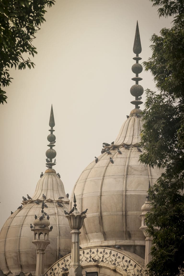 Delhi (19)