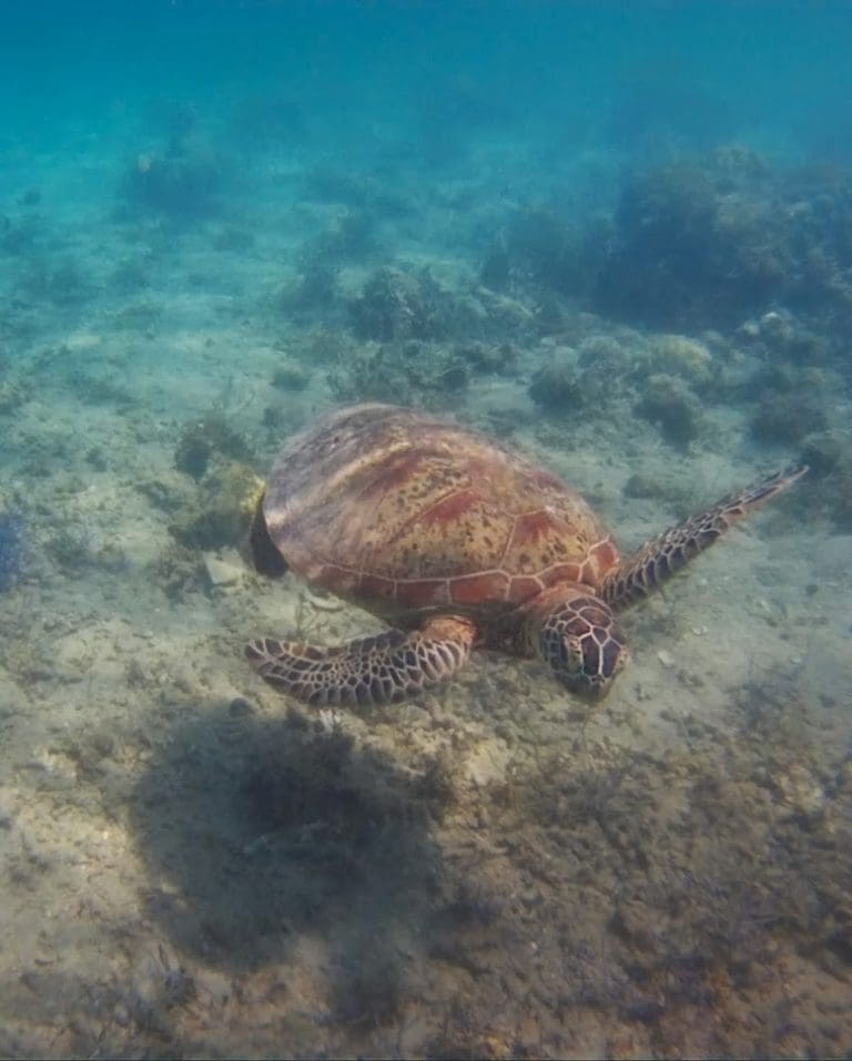 Navegando por el mar de Flores y Komodo (17, 18)