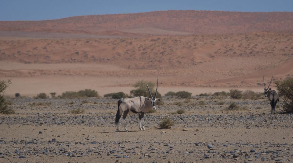 Antílope en paisaje desértico árido