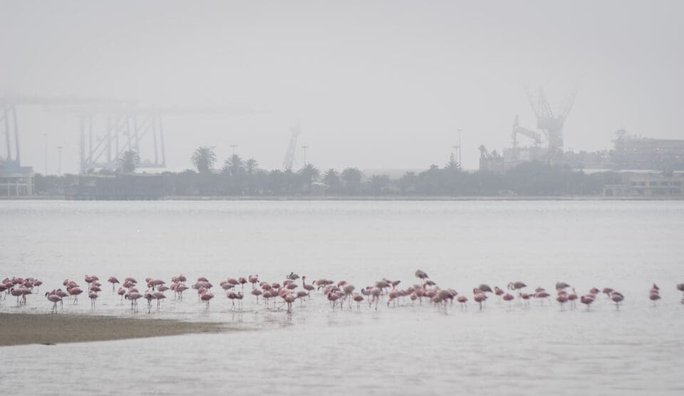 Flamencos Walvis Bay