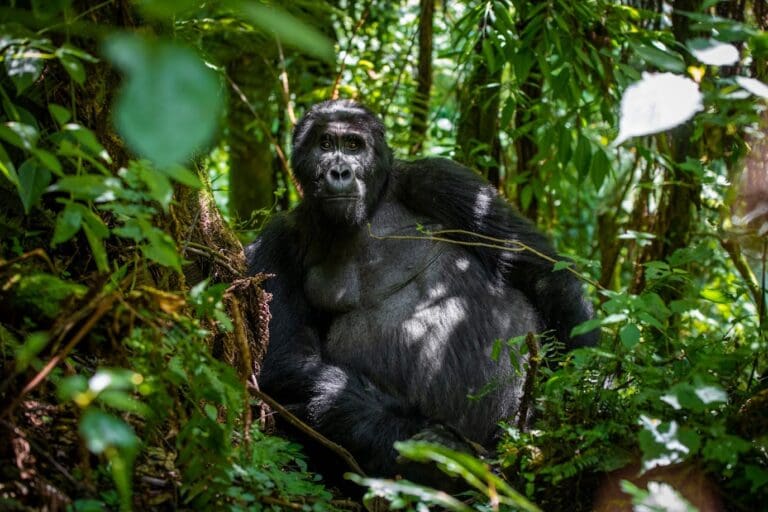 La selva impenetrable de Bwindi (3)