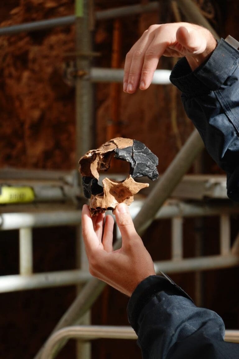 Museo de la Evolución Humana y Atapuerca (Guía 2025)