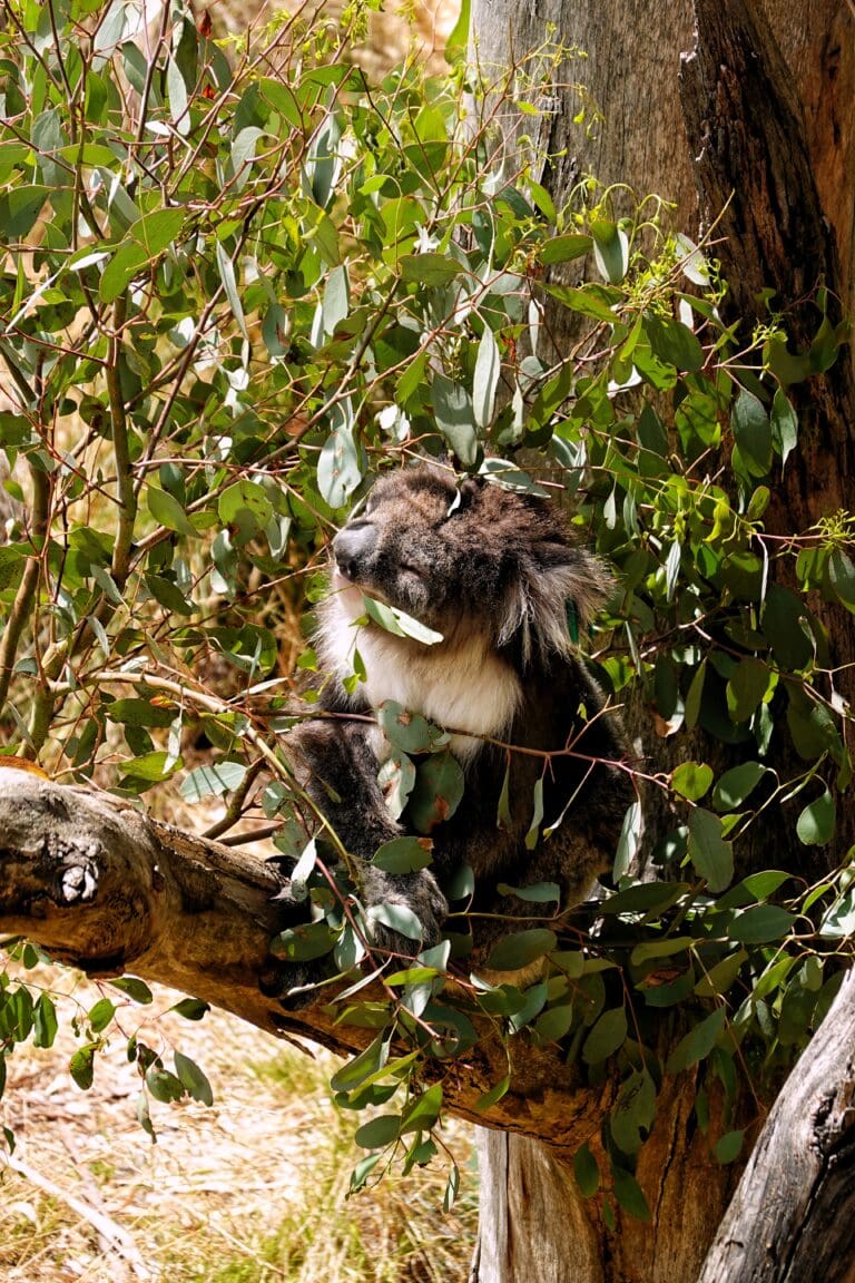 Koalas en Phillip Island: reserva, playas salvajes y adiós a Melbourne (Día 7)