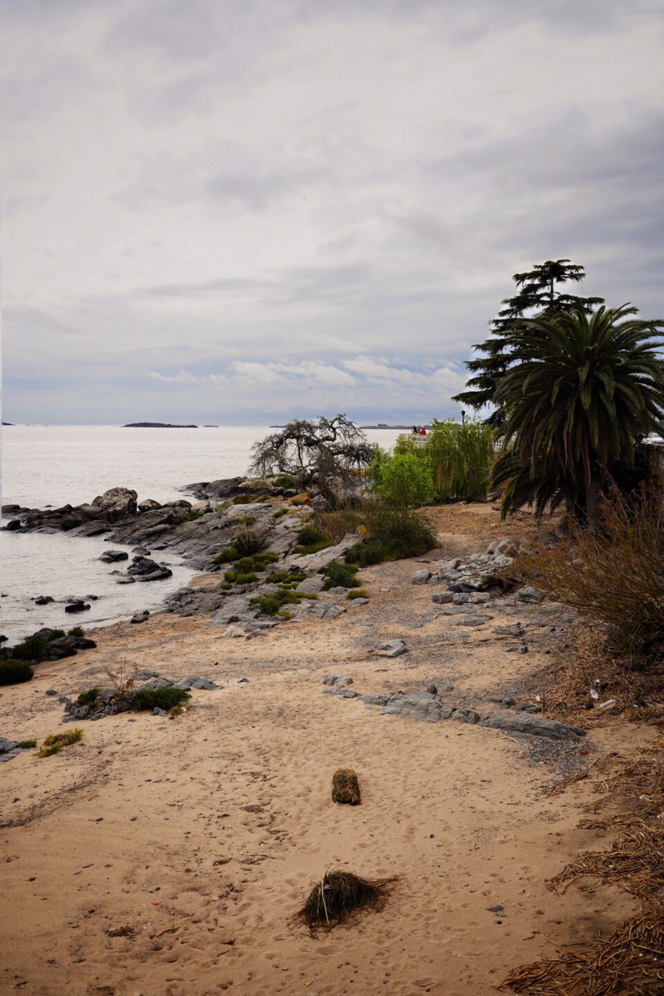 Orilla del Río de la Plata en Colonia del Sacramento, con rocas, arena y una palmera